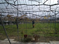 レストランから見えるぶどう畑