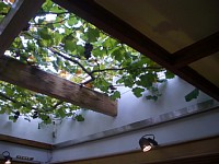 レストランの天井にも、ぶどうの木