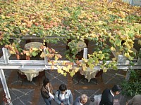 やはり、ぶどうの木の天井