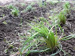 ������傤�̐�