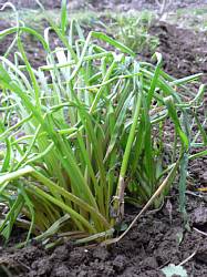 �L���C�ɂȂ���������傤�̎�