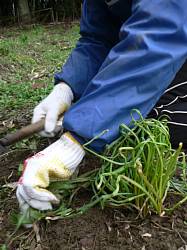 ���ނ���