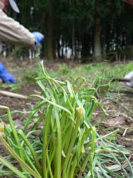 ������傤