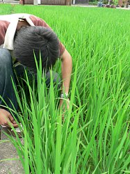 �c�A���C�x���g