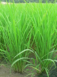 �c�A����A40��