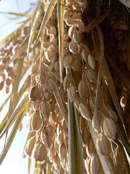 �V���������̕�