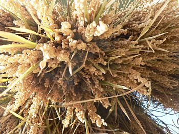 �����猩���V�������̂̕�