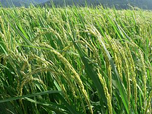 ���̏d�݂ł����ł��܂���