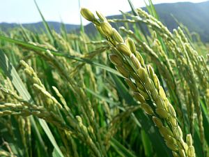 �����l�܂�����