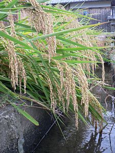 ��𐂂��A��