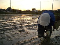 �[����w�ɓc�A��