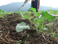 �i�_�Ƒ̌��j�u���b�R���[�̓y����