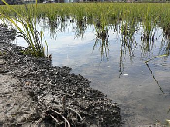 �_�Ƒ̌��̓c��ځ@�~�G�X��