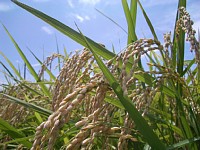 ����قǁ@���𐂂��@��䂩��