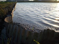 �l�V�[�g����̊���