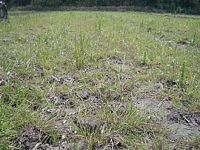 �哤��̓c���