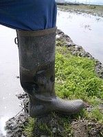 �c�A���p���C