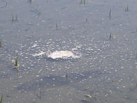 �L���鏜���܂̗l�q