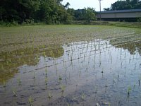 ���𒣂�܂�