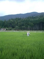 �c��ڂ̒��ɂ����Ղ�h�{��