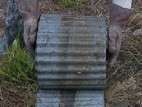 �l�V�[�g�������܂�