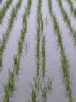 �c������Ă���c���