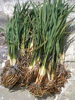 �c��ڂ�������������c