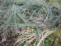 ��t�̂��ڑ�