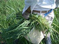 �J�S��t�̃q�G���A�T