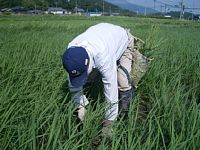 ����蕗�i4