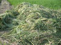 �c��ȗʂ̃q�G