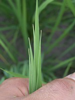 ���̒������m�F