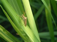 �J�����V