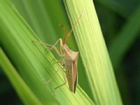 �J�����V