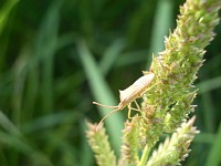 �J�����V