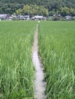 100���̍a�؂�