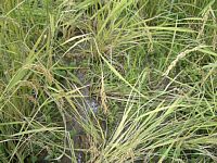 �C�m�V�V��Q