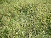 �C�m�V�V��Q