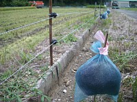 ���̖тɂ��A�C�m�V�V����