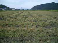 ������̓c���