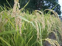 �䂪����܂���