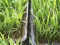 �c���΂ɂȂ�܂���