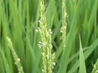 ���������܂��̑����