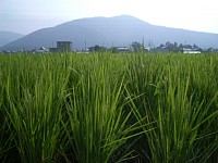 �䂪�����Ă��܂���