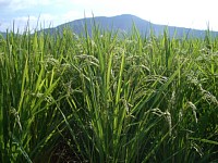 ���������܂�