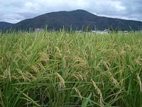 ���������܂�