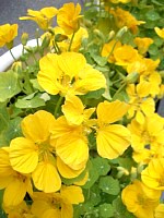 �L�����C�J