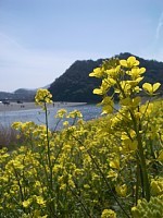 �͌��ɍ炭�؂̉�