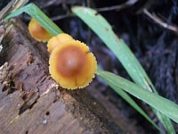 �`���c���^�P