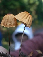 �ӏ܂ɃL���C�ȃL�m�R